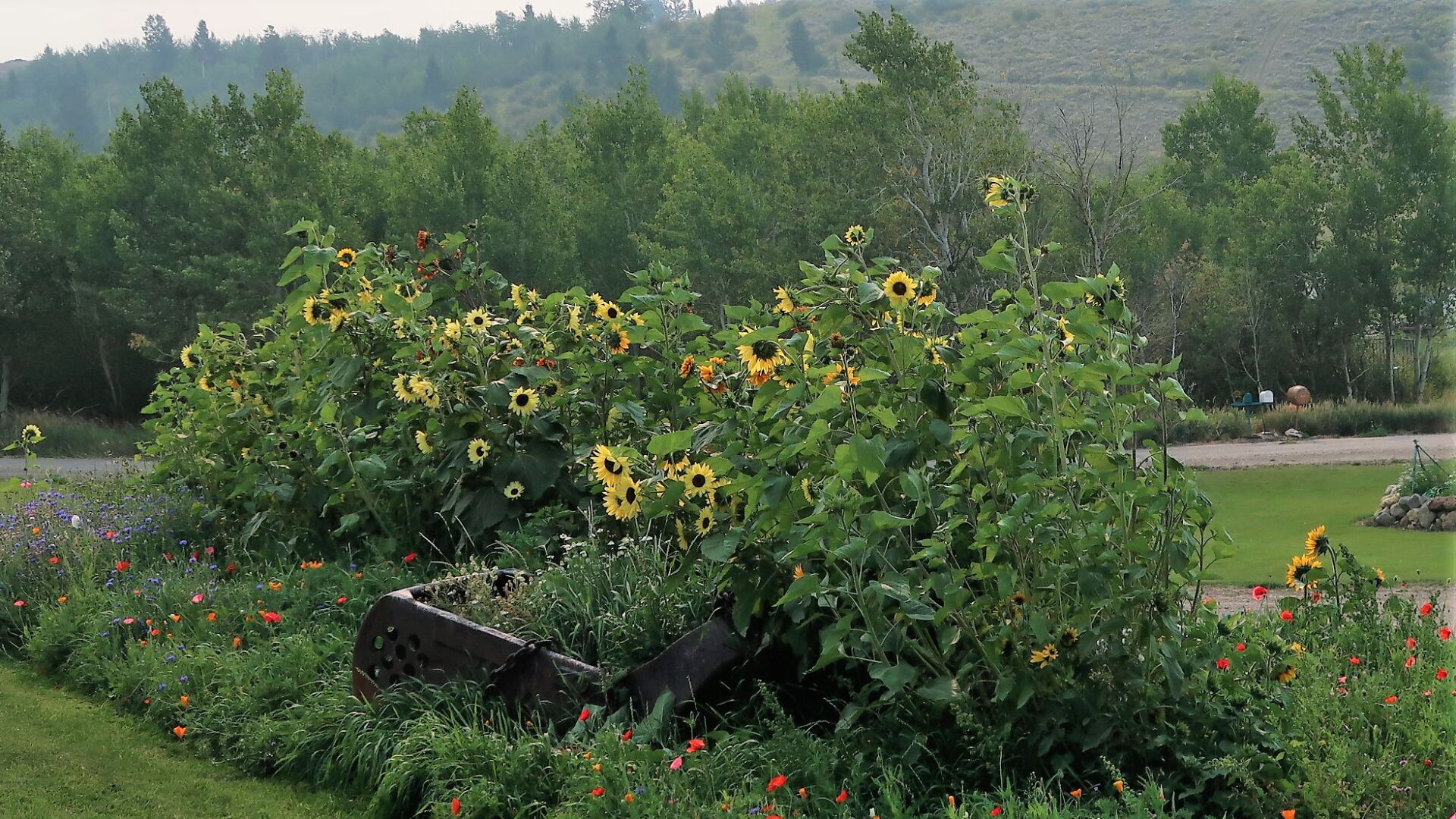 Fall Flowers